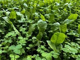 IronClad Clover + Chicory