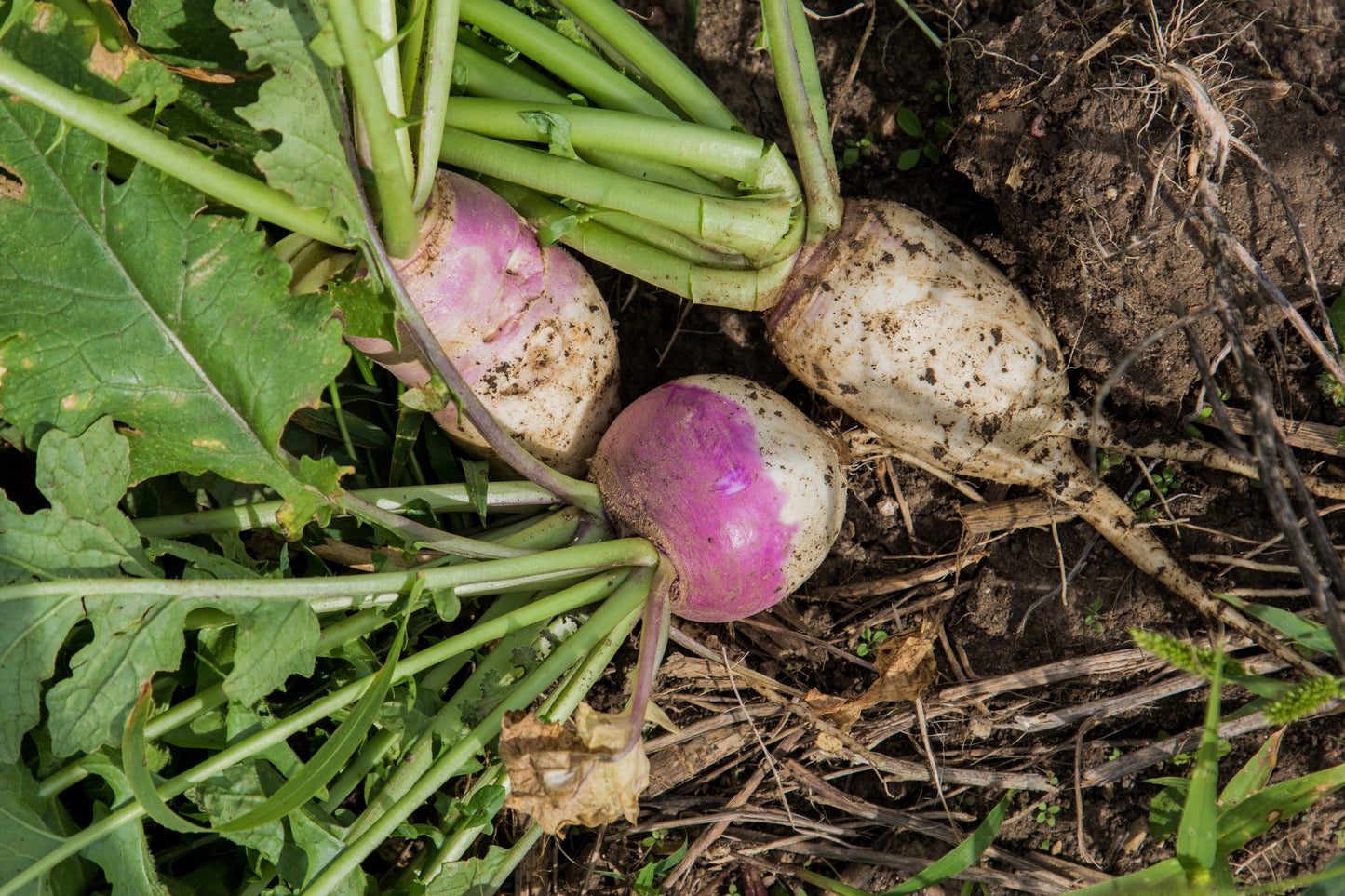 Turnip & Radish Blend