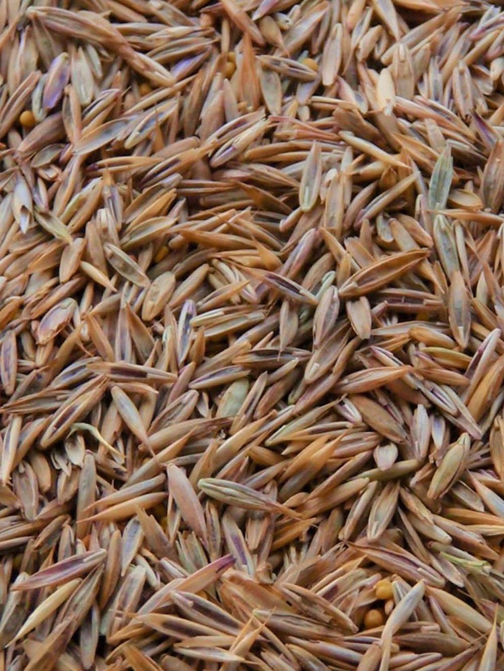 TimberEdge Trail Blend