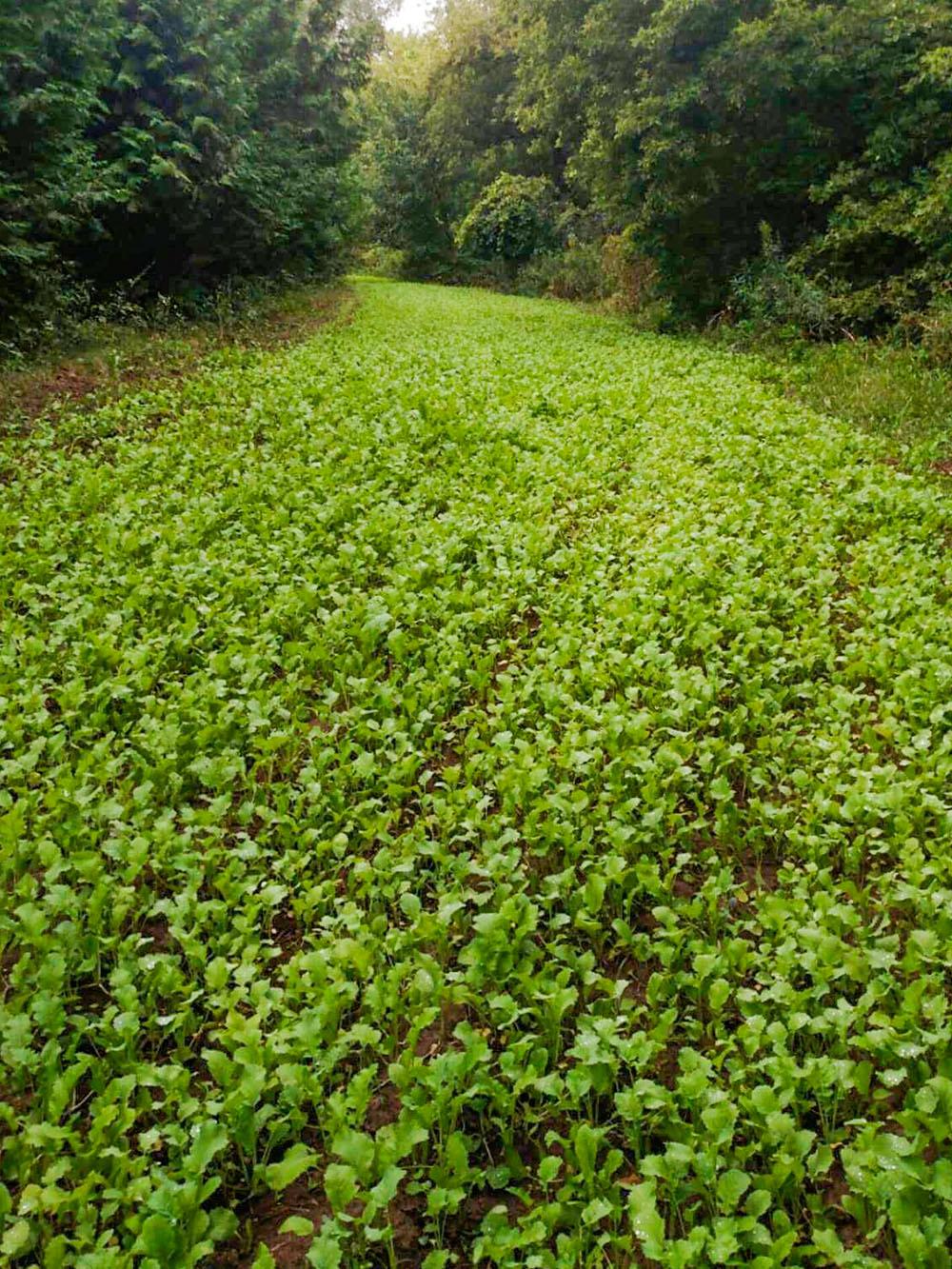 Rut-Ready Brassica Blend