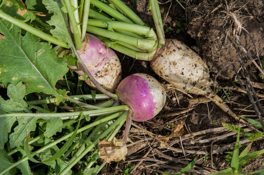 Turnip & Radish Blend